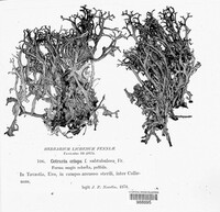 Cetraria ericetorum image